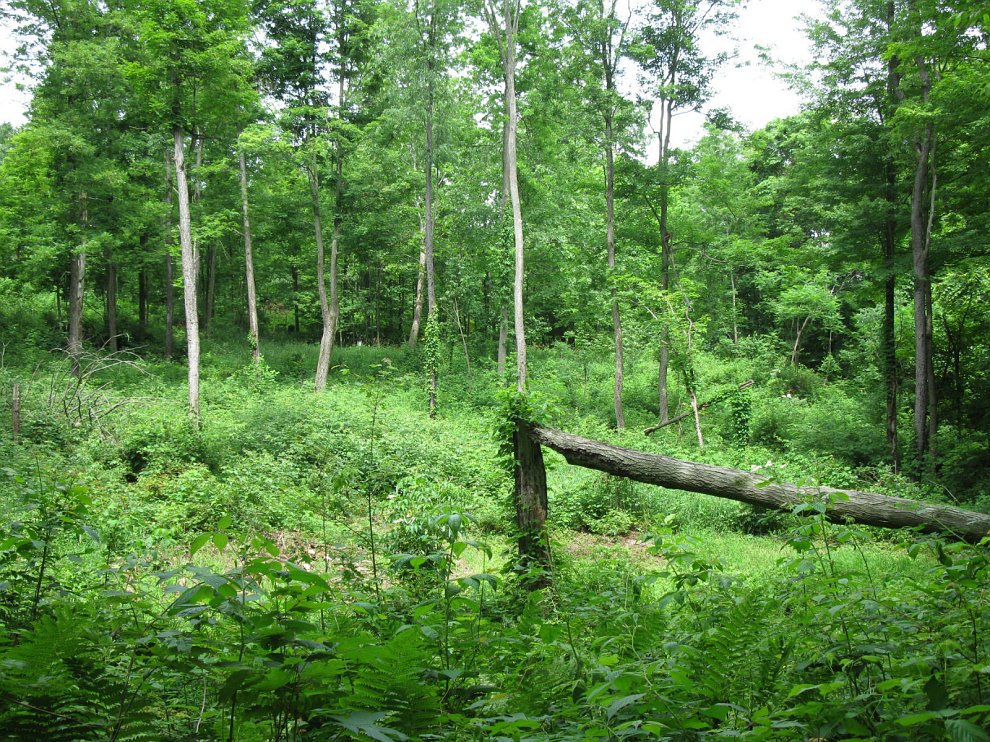 CritterPath 048.jpg